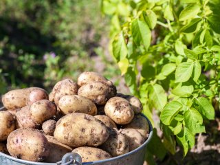 Обнаружен патоген, уничтожающий урожай. Фото: ru.123rf.com