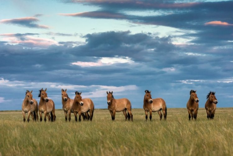 Автор фотографии – Наталия Судец, эксперт Росзаповедцентра Минприроды России, член Союза фотографов дикой природы.
