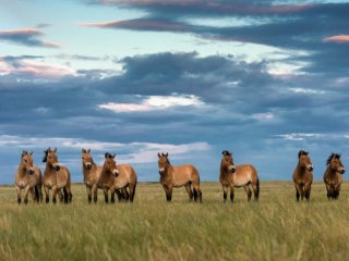 Автор фотографии – Наталия Судец, эксперт Росзаповедцентра Минприроды России, член Союза фотографов дикой природы.