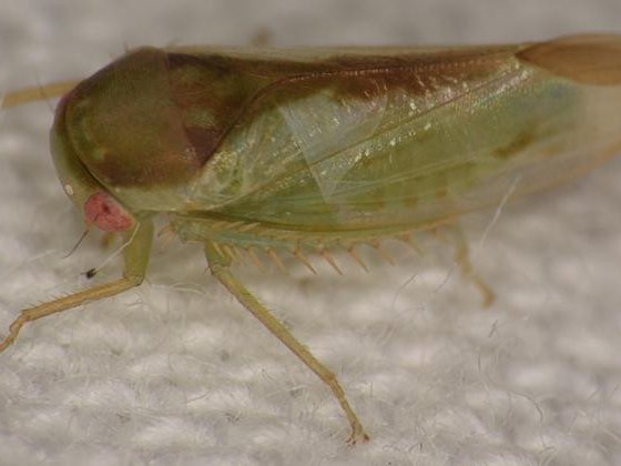 Batracomorphus ruthae — один из семи новых видов цикадок, открытых доктором Элвином Хелденом из Университета Англии Раскин. Фото: Dr Alvin Helden, Anglia Ruskin University