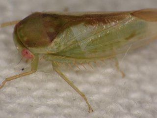 Batracomorphus ruthae — один из семи новых видов цикадок, открытых доктором Элвином Хелденом из Университета Англии Раскин. Фото: Dr Alvin Helden, Anglia Ruskin University