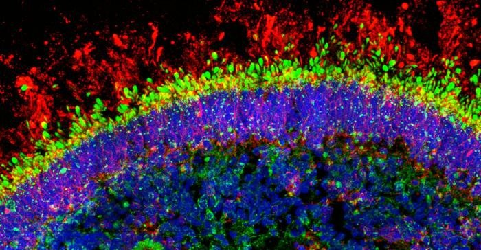 Исследовательская группа Робин Джеймисон из Института детских медицинских исследований Сиднейского университета создала лабораторную платформу. Фото: Dr. To Ha Loi / University of Sydney