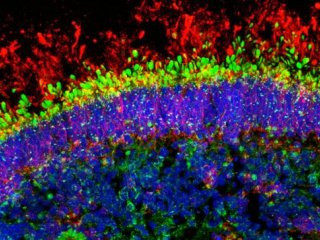 Исследовательская группа Робин Джеймисон из Института детских медицинских исследований Сиднейского университета создала лабораторную платформу. Фото: Dr. To Ha Loi / University of Sydney