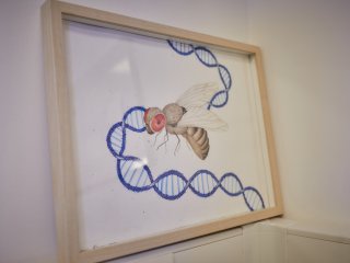 В лаборатории функциональной геномики ИБР РАН. Фото: Елена Либрик / «Научная Россия»