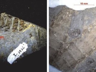 E. trisetalis Eichwald. Фото предоставлено А.А. Кунгуровой 