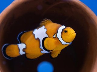 Рыба-клоун с поразительной мутацией в виде снежинки, нарушающей формирование обычных прямых белых полос. Фото: Andrew Scott / OIST (Okinawa Institute of Science and Technology Graduate University)