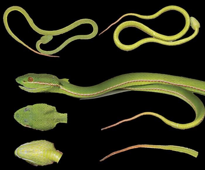 Свежий экземпляр голотипа Trimeresurus lii sp. nov. Фото: Bo Cai / Chengdu Institute of Biology, Chinese Academy of Sciences