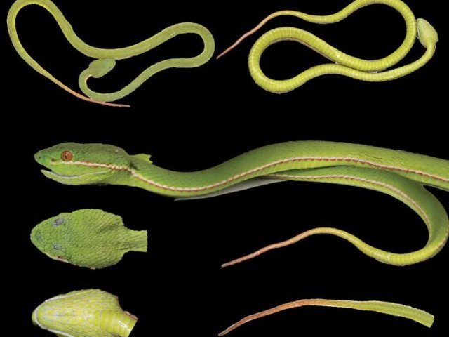 Свежий экземпляр голотипа Trimeresurus lii sp. nov. Фото: Bo Cai / Chengdu Institute of Biology, Chinese Academy of Sciences