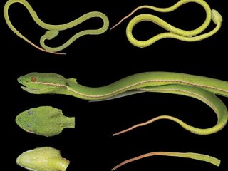Свежий экземпляр голотипа Trimeresurus lii sp. nov. Фото: Bo Cai / Chengdu Institute of Biology, Chinese Academy of Sciences