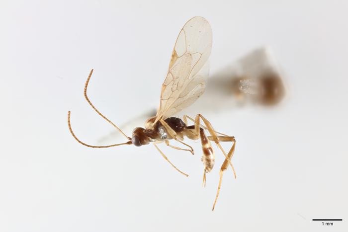 Attenboroughnculus tau © Попечители Музея естественной истории. Фото: Trustees of the Natural History Museum