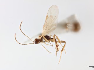 Attenboroughnculus tau © Попечители Музея естественной истории. Фото: Trustees of the Natural History Museum