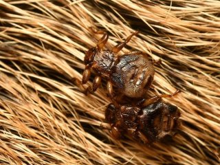 Оленьи кровососки. Фото: iNaturalist user François-Xavier Taxil, CC BY-NC 4.0