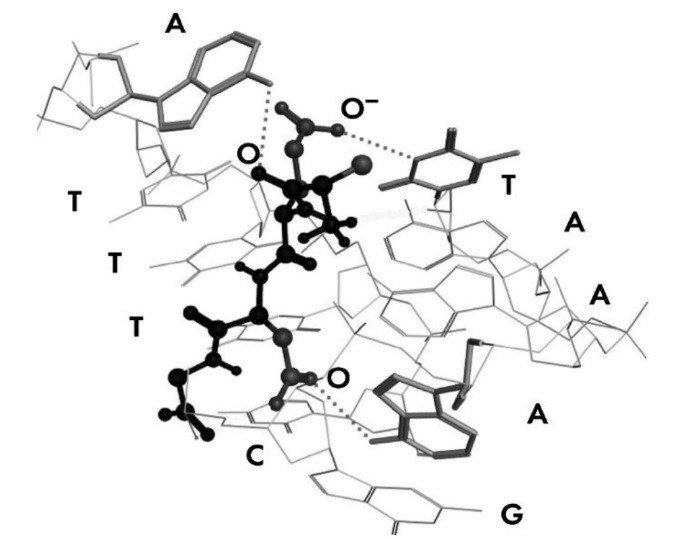 Взаимодействие пептида AEDG с основаниями азотистых ДНК (последователь- ность ATTTC). Пунктирная линия обозначает водородные связи между атомами пептидов и ДНК