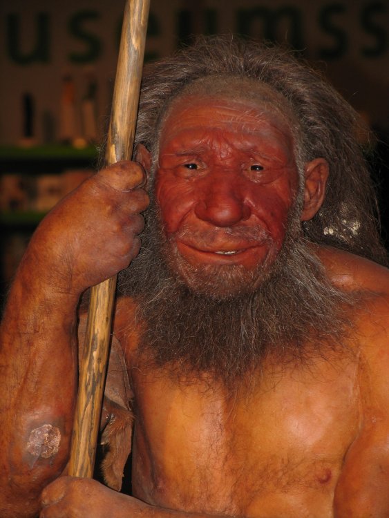 Реконструкция неандертальца. Музей Неандерталя, Германия. Источник: Wikipedia