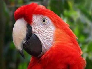 Что дает попугаям способность к имитации звуков