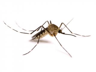 Арктические комары выигрывают от глобального потепления