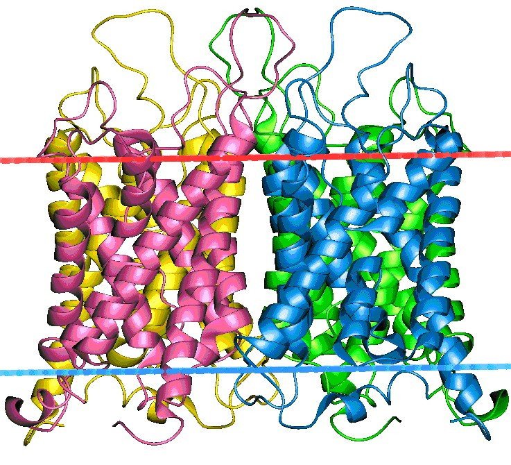 Мембранные белки синтезируются быстрее при помощи химер