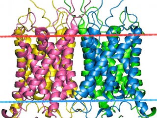 Мембранные белки синтезируются быстрее при помощи химер