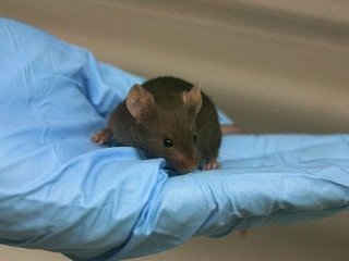 Впервые родились мышата из полностью искусственных яйцеклеток