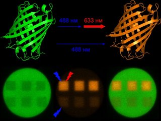 Ученые смогли переключить флуоресцентный белок Dendra2 в красную форму