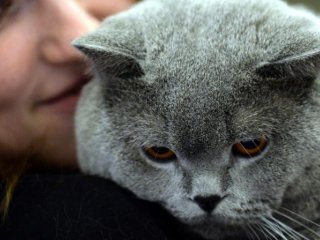 Зафиксирован первый случай передачи птичьего гриппа от кошки к человеку