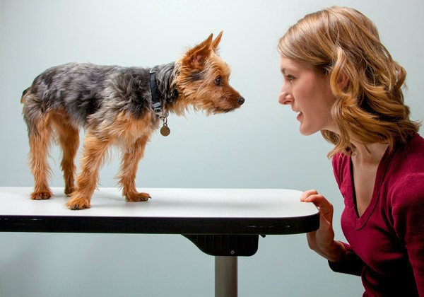 Как собаки слышат и реагируют на нашу речь