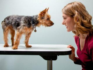 Как собаки слышат и реагируют на нашу речь