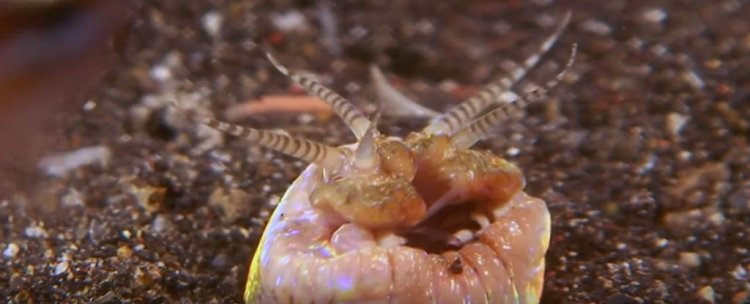 Трехметровый морской червь атакует жертву