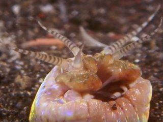 Трехметровый морской червь атакует жертву