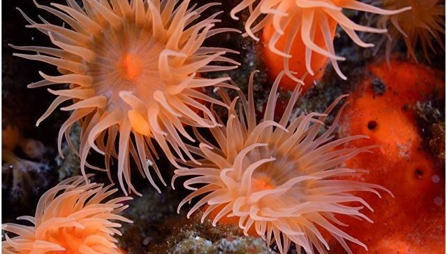 Научные сотрудники КФ ТИГ ДВО РАН обнаружили около 30 новых для науки видов морских существ