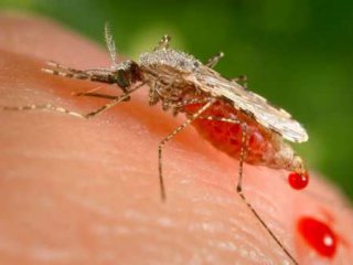 Неинвазивный анализ на малярию