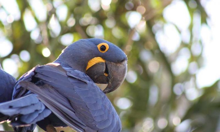 Ученые открыли основу интеллектуальных способностей попугаев