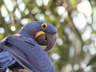 Ученые открыли основу интеллектуальных способностей попугаев