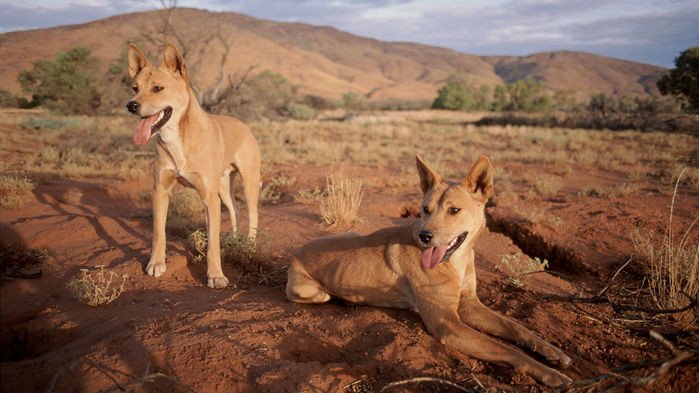 Ограда от диких собак динго резко изменила пейзаж австралийской пустыни