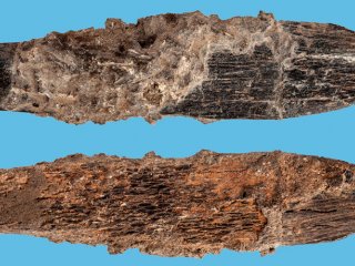В Африке обнаружили древнейший костяной нож специального назначения