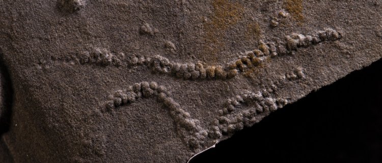 Фото предоставлены Антоном Колесниковым