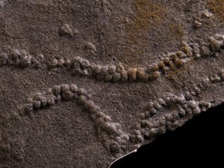 Фото предоставлены Антоном Колесниковым