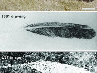 Первое обнаруженное ископаемое перо не принадлежало археоптериксу