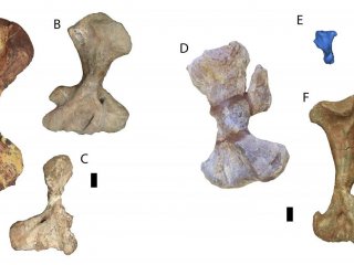 Разнообразные формы передних конечностей у млекопитающих начали развиваться уже 270 миллионов лет назад