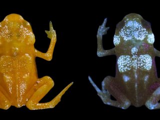 Крошечные бразильские лягушки могут светиться под ультрафиолетом