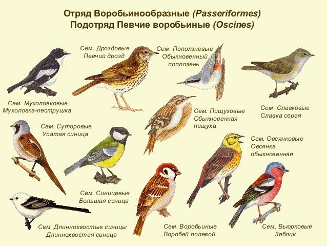 Певчие птицы кавказа фото с названиями