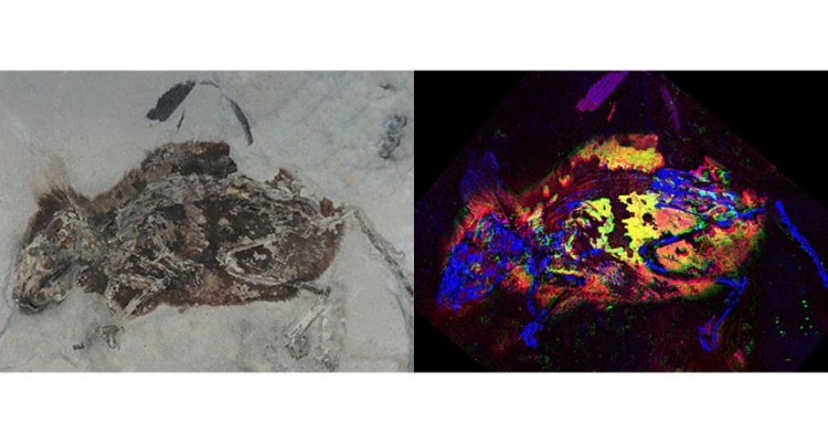 Следы красного пигмента обнаружены в окаменелости мыши