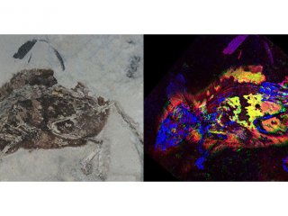 Следы красного пигмента обнаружены в окаменелости мыши