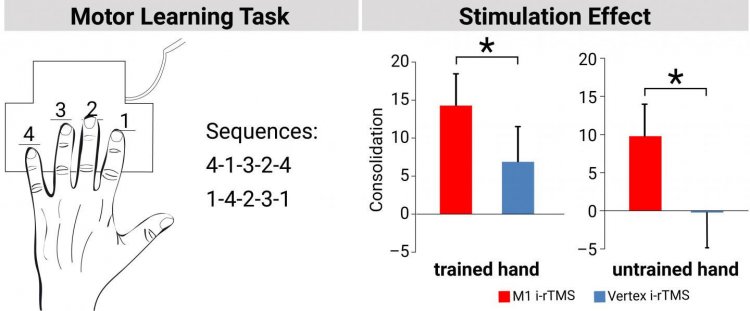 Стимуляция мозга во время пауз в обучении моторным навыкам улучшает запоминание