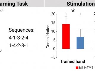 Стимуляция мозга во время пауз в обучении моторным навыкам улучшает запоминание