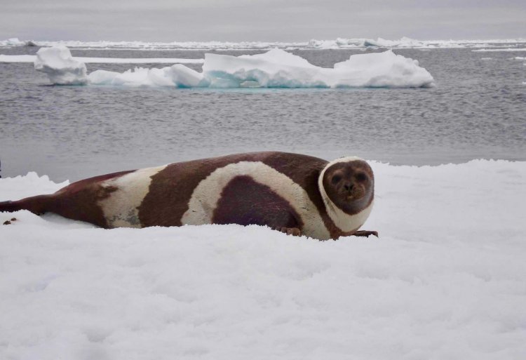 Исследование: таяние льда связано с появлением смертельного вируса у тюленей