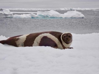 Исследование: таяние льда связано с появлением смертельного вируса у тюленей