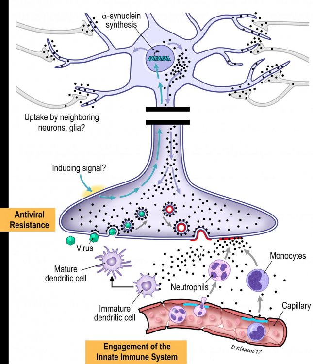 Обнаружена связь белка альфа-синуклеина с болезнью Паркинсона