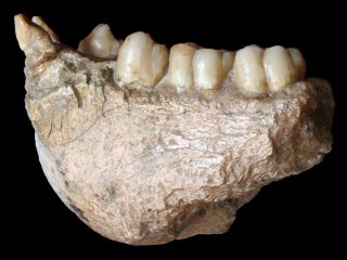 Обнаружены останки древнего предка орангутана
