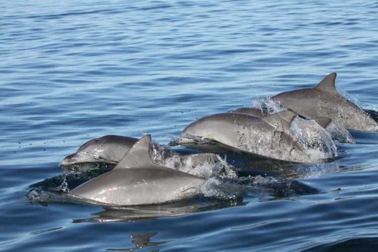 Молодые дельфины выбирают себе полезных друзей